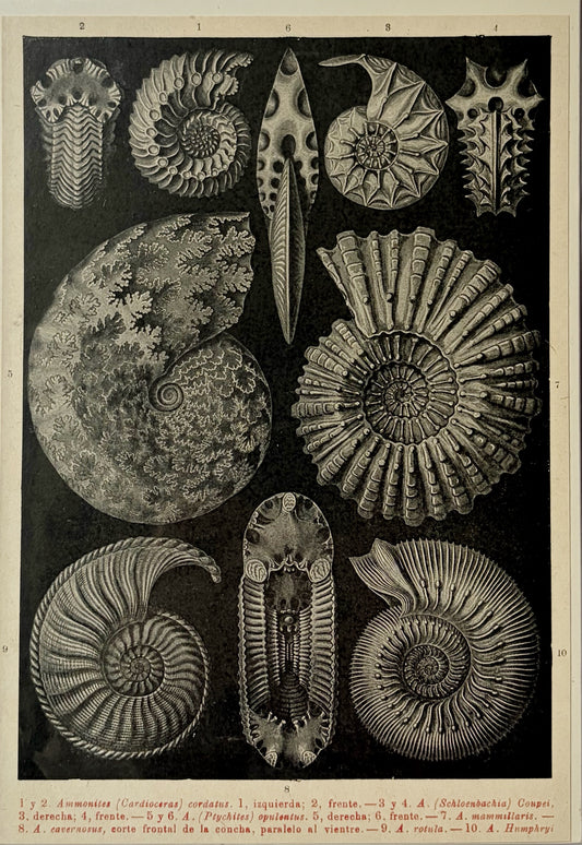 Antique 1923 Ammonite Fossil Litograph
