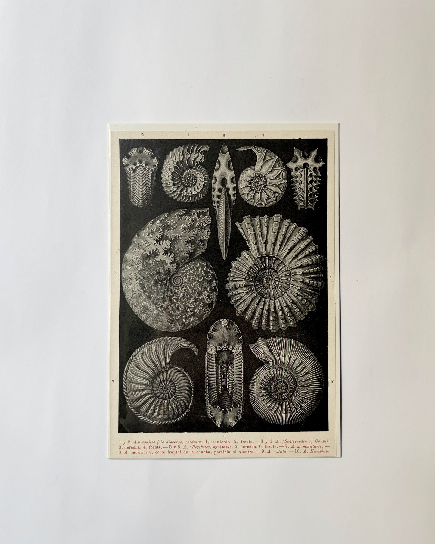 Antique 1923 Ammonite Fossil Litograph