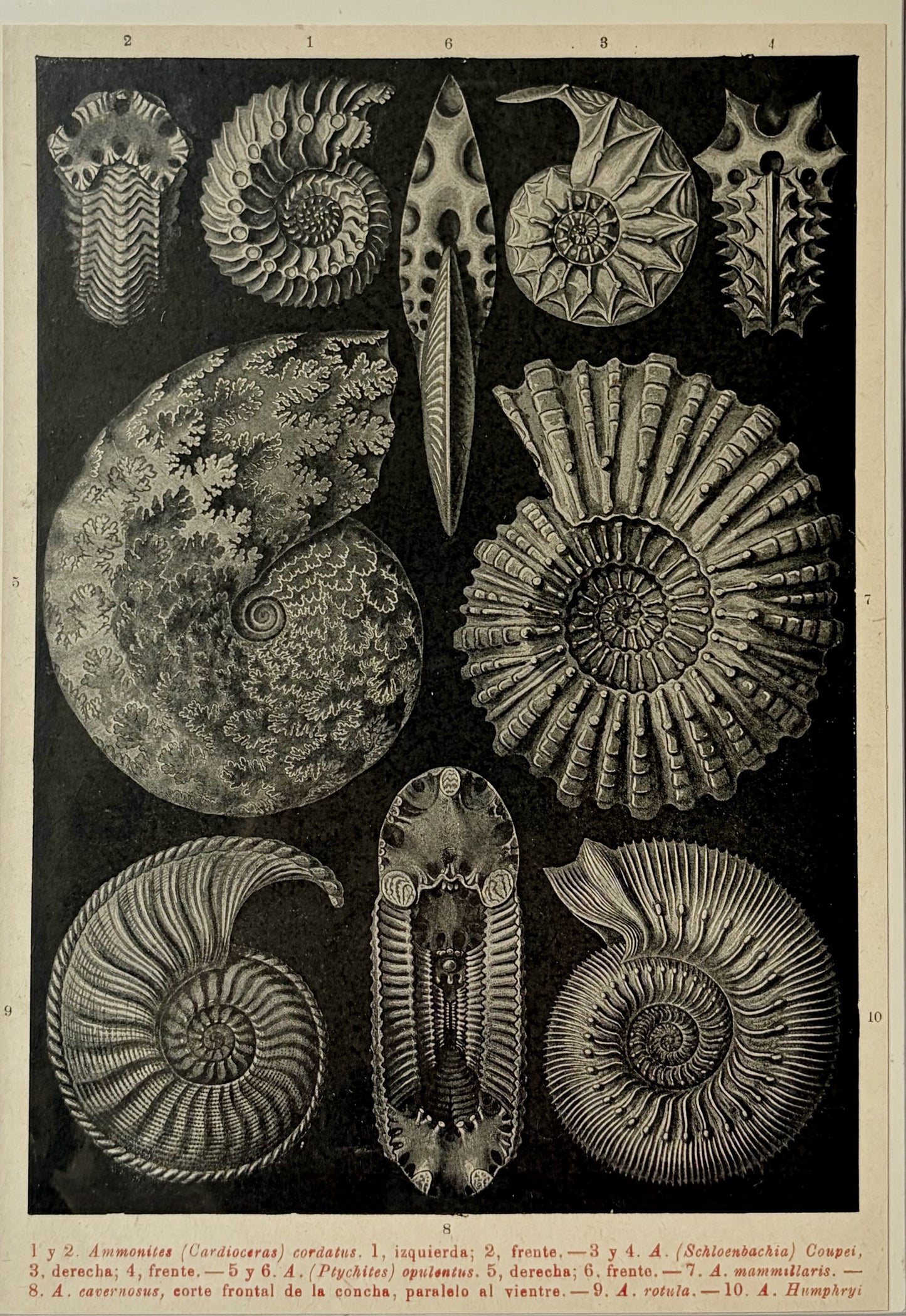 Antique 1923 Ammonite Fossil Litograph