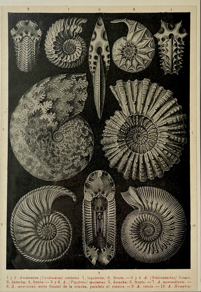 Antique 1923 Ammonite Fossil Litograph
