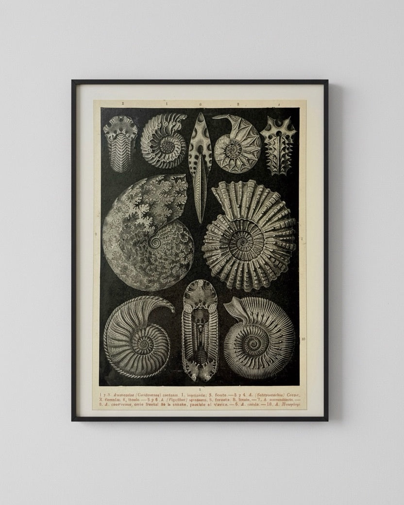 Antique 1923 Ammonite Fossil Litograph