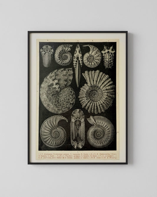 Antique 1923 Ammonite Fossil Litograph
