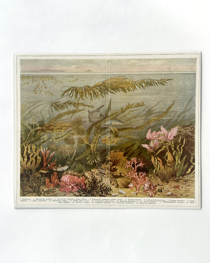 Antique 1920s German Botanical Sea Algae Print