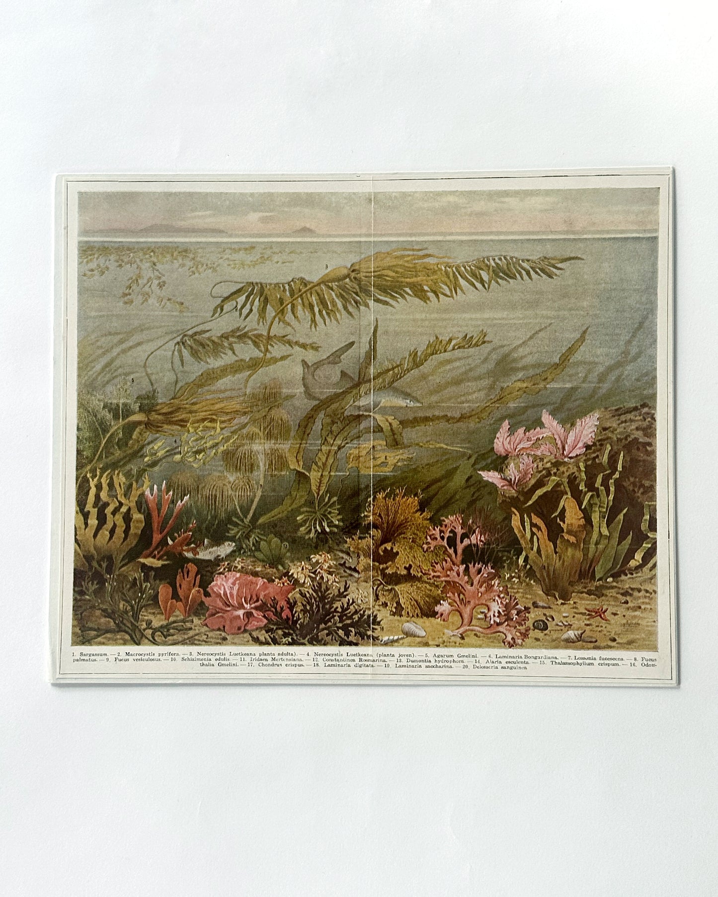 Antique 1920s German Botanical Sea Algae Print