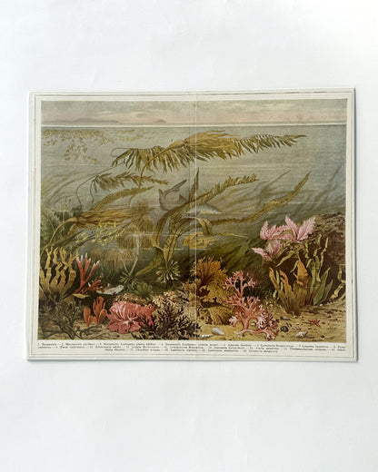Antique 1920s German Botanical Sea Algae Print