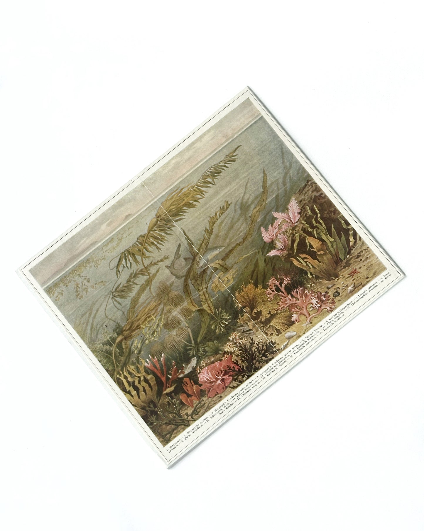 Antique 1920s German Botanical Sea Algae Print
