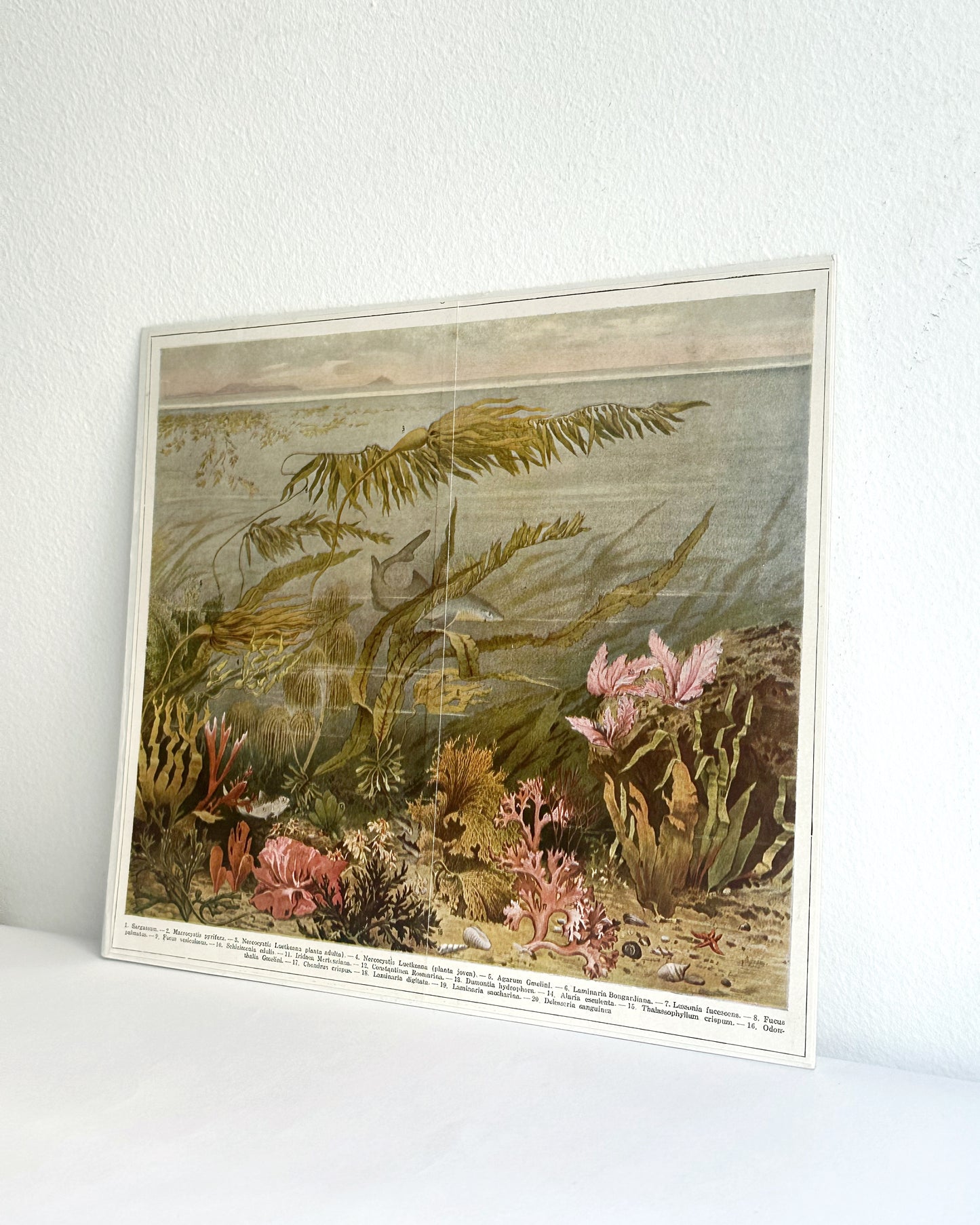 Antique 1920s German Botanical Sea Algae Print