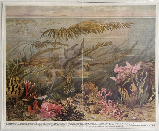 Antique 1920s German Botanical Sea Algae Print