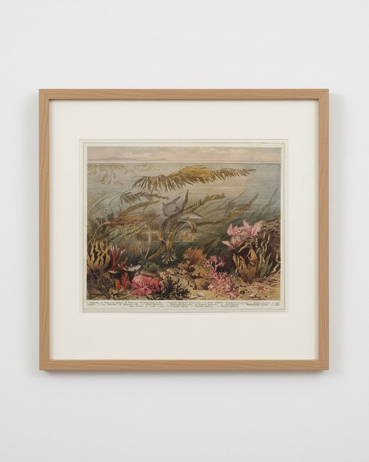Antique 1920s German Botanical Sea Algae Print