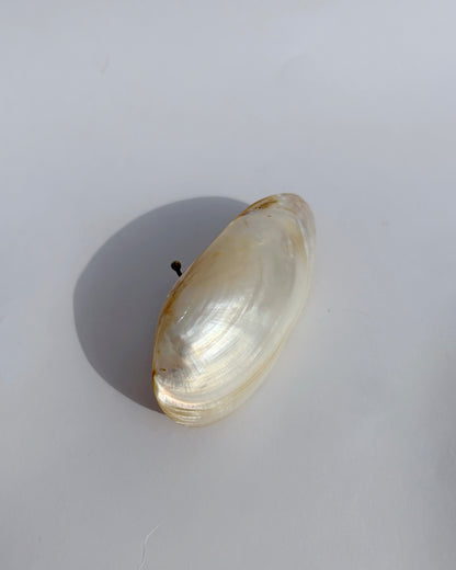 Antique Late 19th Century Mother-of-Pearl Shell Snuff Box