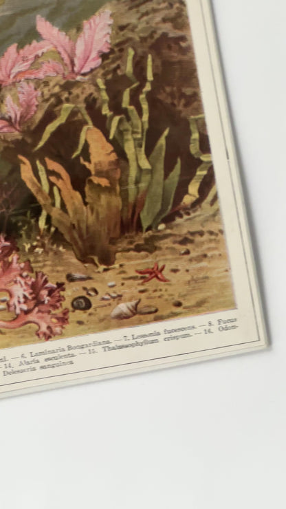 Antique 1920s German Botanical Sea Algae Print