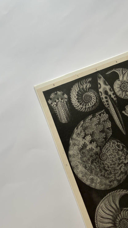 Antique 1923 Ammonite Fossil Litograph